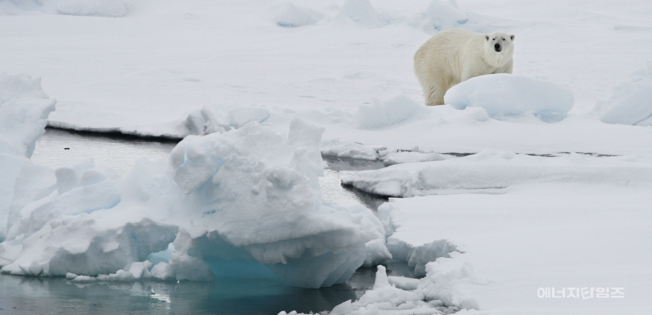 스발바르 빙하 위에 서 있는 북극곰. / 사진=뉴시스